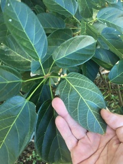 Sterculia quadrifida