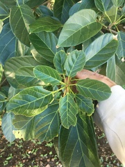 Sterculia quadrifida