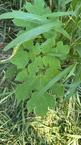 Montanoa hibiscifolia observed 2026-10-22