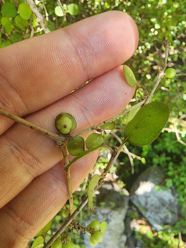 Coprosma rotundifolia observed 2026-10-23