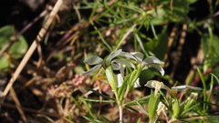 Leptosiphon floribundus glaber