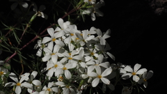 Leptosiphon floribundus glaber