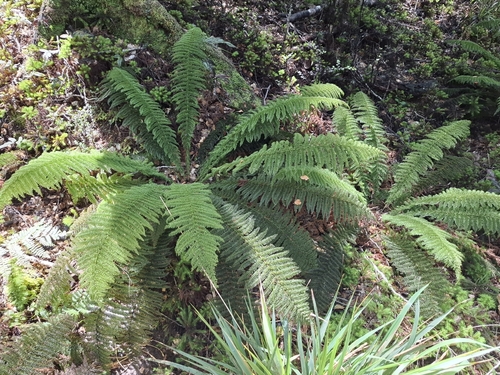 Leptopteris superba observed 2026-10-23