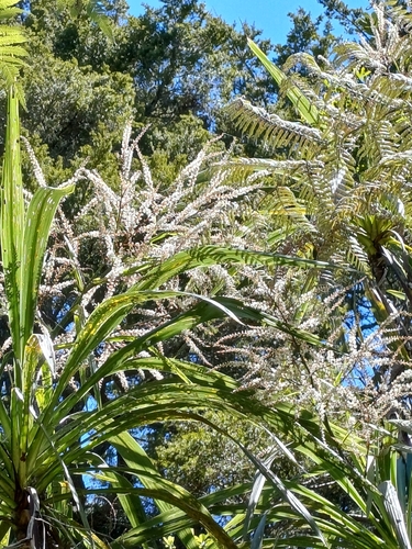 Cordyline banksii observed 2026-10-23