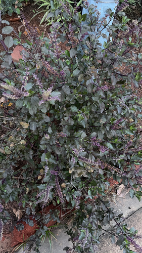 Ocimum tenuiflorum observed 2026-10-22
