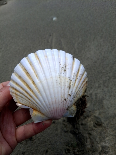 Pecten novaezelandiae observed 2026-10-23