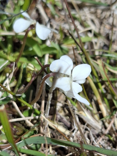 Viola cunninghamii observed 2026-10-22