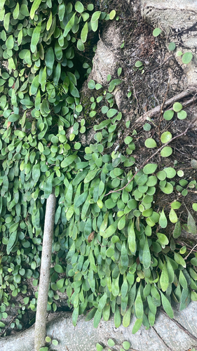 Pyrrosia rupestris observed 2026-10-23