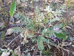 Gueldenstaedtia verna