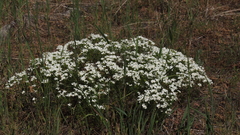 Leptosiphon floribundus glaber