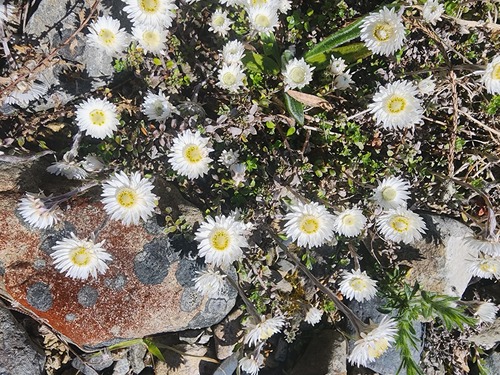 Anaphalioides bellidioides observed 2026-10-23