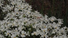 Leptosiphon floribundus glaber