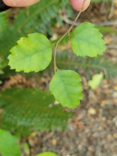 Nothofagus fusca observed 2026-10-23