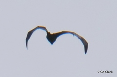 Pteropus pelewensis
