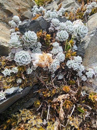 Leucogenes grandiceps observed 2026-10-22