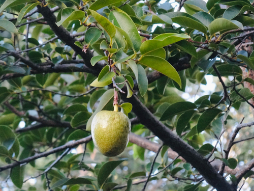 Annona glabra observed 2026-10-20