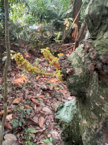 Baccaurea observed 2026-10-23