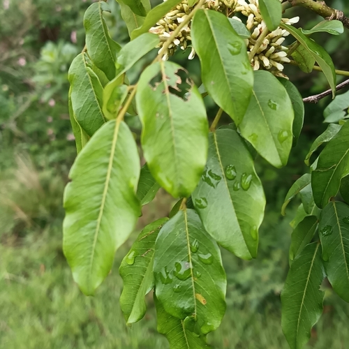 Dalbergia observed 2026-10-23