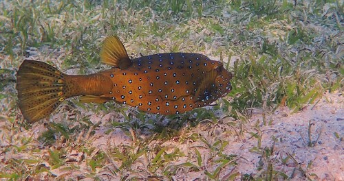 Ostracion cubicus observed 2026-10-22