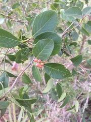 Xylosma venosa
