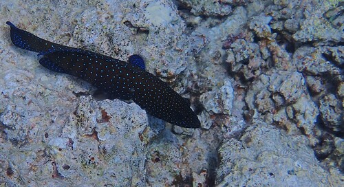 Cephalopholis argus observed 2026-10-22