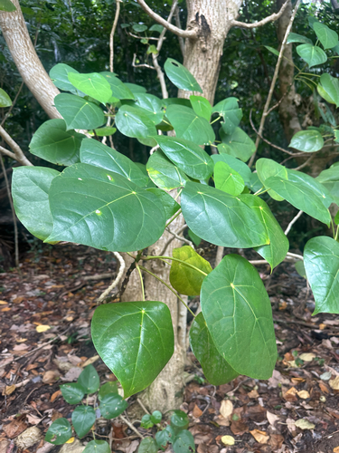 Hernandia nymphaeifolia observed 2026-10-23