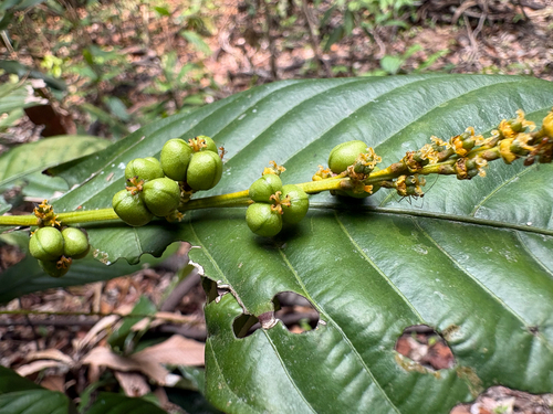 Agrostistachys observed 2026-10-23