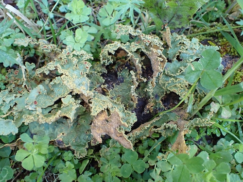 Pseudocyphellaria observed 2026-10-22