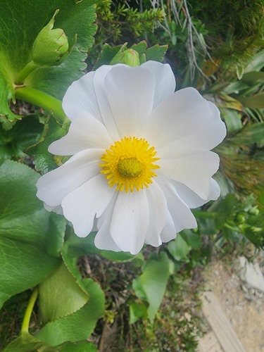 Ranunculus lyallii observed 2026-10-22