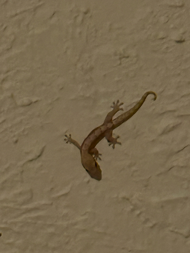Lepidodactylus lugubris observed 2026-10-21
