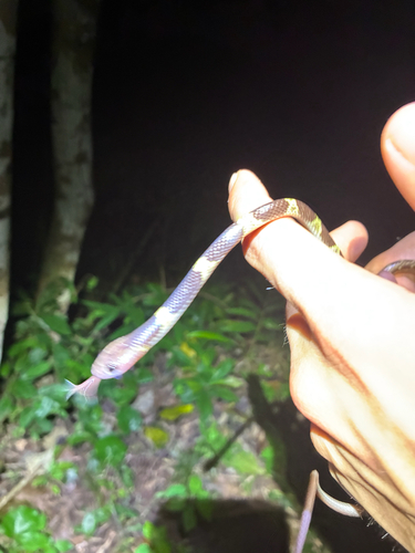 Lycodon subannulatus, 2026-10-22