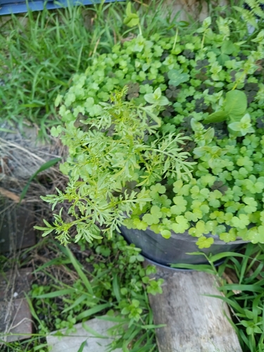 Lepidium didymum observed 2026-10-23