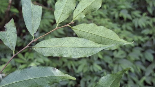 Prunus phaeosticta observed 2026-09-27