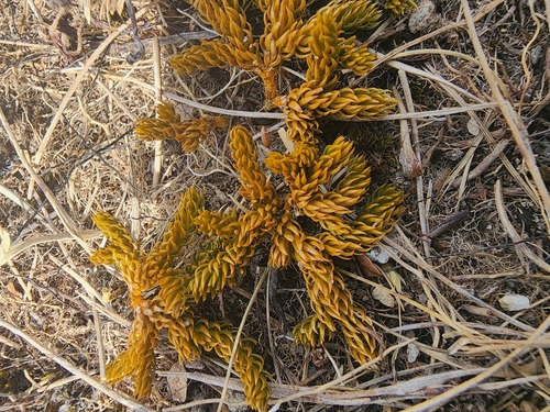 Austrolycopodium fastigiatum observed 2026-10-22
