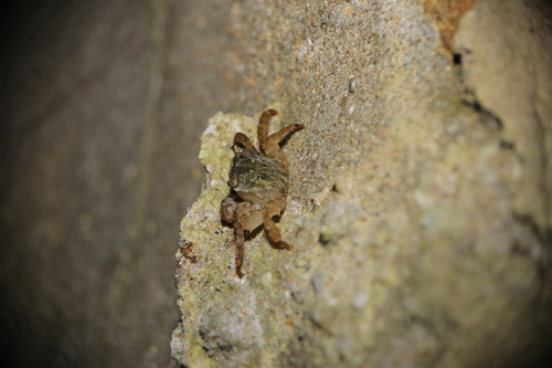 Metopograpsus observed 2026-10-22