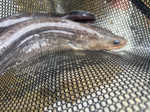 Gymnothorax pseudothyrsoideus observed 2026-10-23