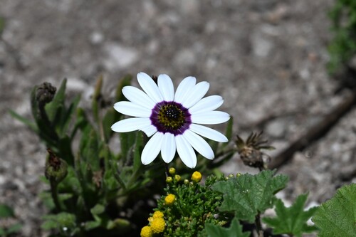 Dimorphotheca pluvialis observed 2026-09-27