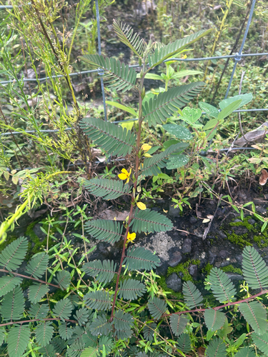 Chamaecrista nictitans observed 2026-10-19