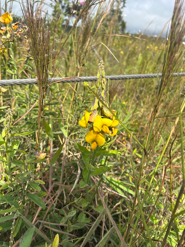 Crotalaria retusa observed 2026-10-22