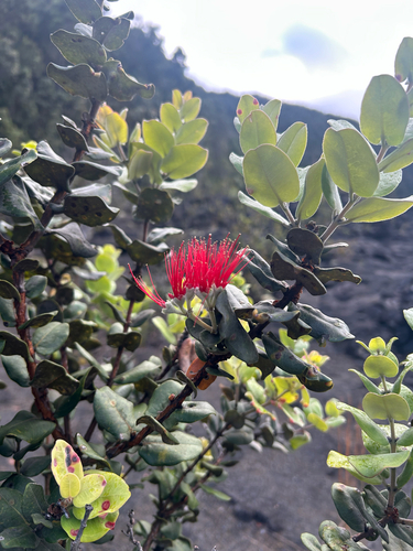 Metrosideros polymorpha observed 2026-10-22