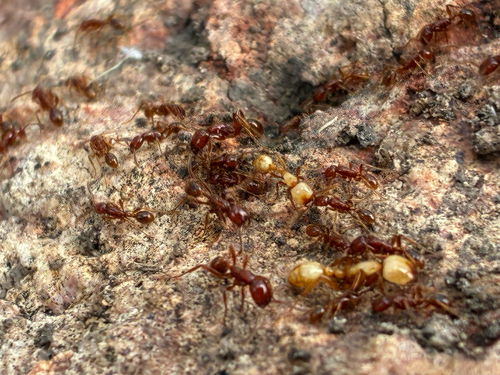 Legionary Ants