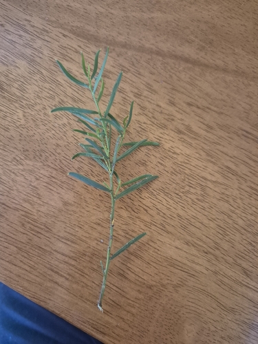 Acacia genistifolia, 2026-10-23