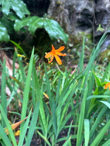 Crocosmia crocosmiiflora observed 2026-10-22