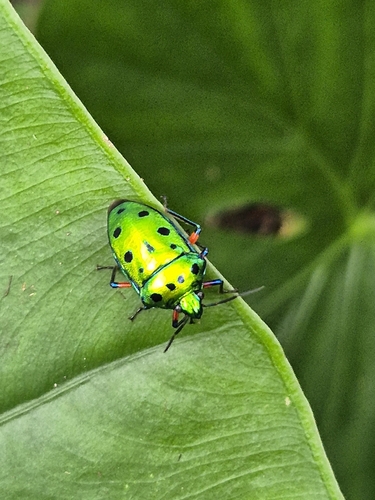 Calliphara observed 2026-10-23