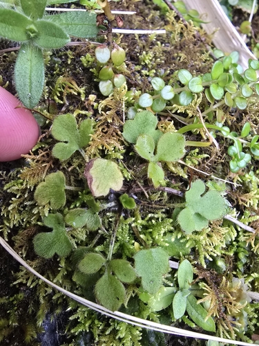 Ranunculus reflexus observed 2026-10-21