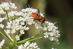 Ectophasia leucoptera