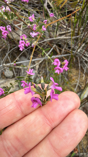 Mirbelia rubiifolia, 2026-10-23