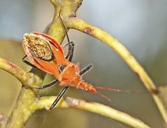 Gminatus wallengreni