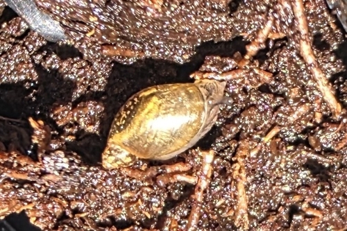 Oxyloma observed 2026-10-22