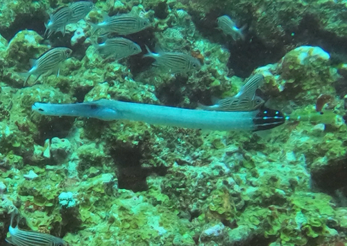 Aulostomus chinensis observed 2026-10-23